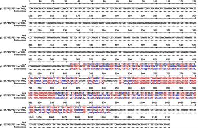 Development of Molecular Markers for Iron Metabolism Related Genes in Lentil and Their Expression Analysis under Excess Iron Stress